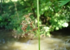 <i>Juncus effusus</i> L. [juncaceae]