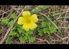 <i>Oxalis eriocarpa</i> DC. [Oxalidaceae]