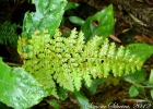 <i>Eriosorus myriophyllus </i> (Sw.) Copel. 178. [Pteridaceae]