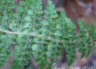 <i>Eriosorus myriophyllus </i> (Sw.) Copel. 178. [Pteridaceae]