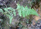 <i>Eriosorus myriophyllus </i> (Sw.) Copel. 178. [Pteridaceae]