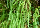 <i>Sticherus lanuginosus</i>  [Gleicheniaceae]