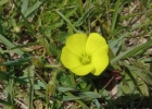 <i>Oxalis eriocarpa</i> DC. [Oxalidaceae]