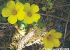 <i>Oxalis eriocarpa</i> DC. [Oxalidaceae]