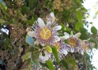 <i>Passiflora actinia</i> Hook. [Passifloraceae]