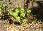 <i>Alstroemeria psittacina</i> Lehm. [Alstroemeriaceae]