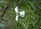 <i>Herbertia zebrina</i> Deble [Iridaceae]