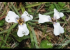 <i>Herbertia zebrina</i> Deble [Iridaceae]