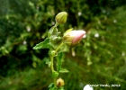 <i>Pavonia dusenii</i> Krapov. [Malvaceae]