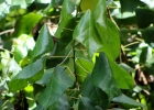 <i>Alchornea glandulosa</i> Poepp. & Endl. [Euphorbiaceae]