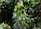 <i>Alchornea glandulosa</i> Poepp. & Endl. [Euphorbiaceae]