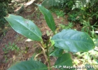 <i>Psychotria hastisepala</i> Müll.Arg. [Rubiaceae]