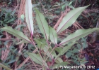 <i>Neea pendulina</i> Heimerl [Nyctaginaceae]