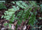 <i>Copaifera trapezifolia</i> Hayne [Fabaceae]