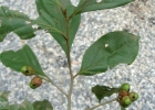 <i>Ocotea dispersa</i> (Nees & Mart.) Mez [Lauraceae]