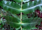 <i>Mouriri chamissoana</i> Cogn. [Melastomataceae]