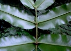 <i>Mouriri chamissoana</i> Cogn. [Melastomataceae]
