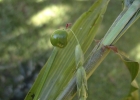 <i>Coix lacryma-jobi</i> L. [Poaceae]