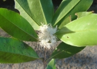 <i>Eugenia platysema</i> O.Berg [Myrtaceae]