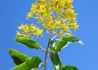 <i>Pentacalia desiderabilis</i> (Velloso) Cuatrec. [Asteraceae]