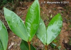 <i>Myrcia strigosa</i> A.R.Lourenco & E.Lucas [Myrtaceae]