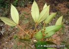 <i>Myrcia strigosa</i> A.R.Lourenco & E.Lucas [Myrtaceae]