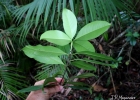 <i>Eugenia brasiliensis</i> Lam. [Myrtaceae]
