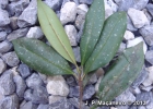 <i>Eugenia brasiliensis</i> Lam. [Myrtaceae]