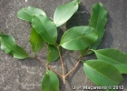 <i>Eugenia cerasiflora</i> Miq. [Myrtaceae]