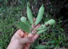 <i>Eugenia cerasiflora</i> Miq. [Myrtaceae]
