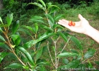 <i>Citharexylum solanaceum</i> Cham. [Verbenaceae]