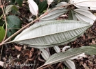 <i>Miconia budlejoides</i> Triana [Melastomataceae]