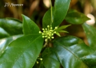 <i>Dendropanax australis</i> Fiaschi & Jung-Mend. [Araliaceae]