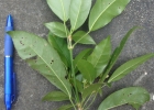 <i>Dendropanax australis</i> Fiaschi & Jung-Mend. [Araliaceae]