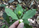 <i>Eugenia stigmatosa</i> DC. [Myrtaceae]