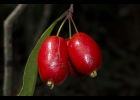 <i>Eugenia stigmatosa</i> DC. [Myrtaceae]