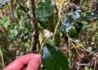 <i>Eugenia stigmatosa</i> DC. [Myrtaceae]