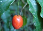 <i>Eugenia stigmatosa</i> DC. [Myrtaceae]