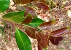 <i>Eugenia stigmatosa</i> DC. [Myrtaceae]