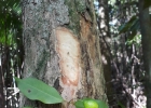 <i>Eugenia stigmatosa</i> DC. [Myrtaceae]