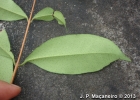 <i>Eugenia stigmatosa</i> DC. [Myrtaceae]