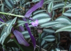 <i>Tradescantia zebrina</i>  [Commelinaceae]