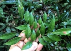 <i>Inga sellowiana</i> Benth. [Fabaceae]