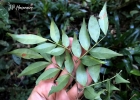 <i>Inga sellowiana</i> Benth. [Fabaceae]