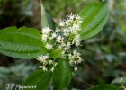 <i>Miconia tristis</i> Spring [Melastomataceae]