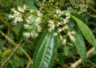 <i>Miconia tristis</i> Spring [Melastomataceae]