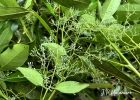 <i>Aiouea saligna</i> Meisn. [Lauraceae]
