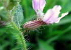 <i>Cuphea campylocentra</i> Griseb. [Lythraceae]