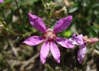 <i>Cuphea campylocentra</i> Griseb. [Lythraceae]