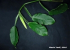 <i>Philodendron propinquum</i> Schott [Araceae]